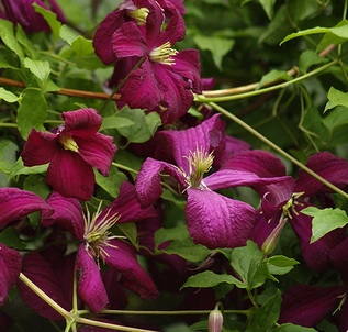 'Mme Julia Correvon' - one of the late-flowering clematis hybrids