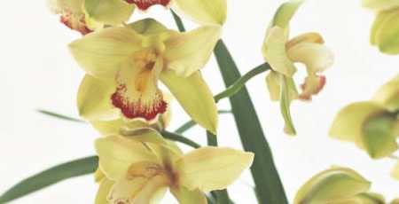 Cymbidiums usually produce their flower spikes in the middle of winter